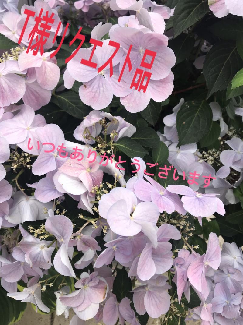 出品者名-写真
