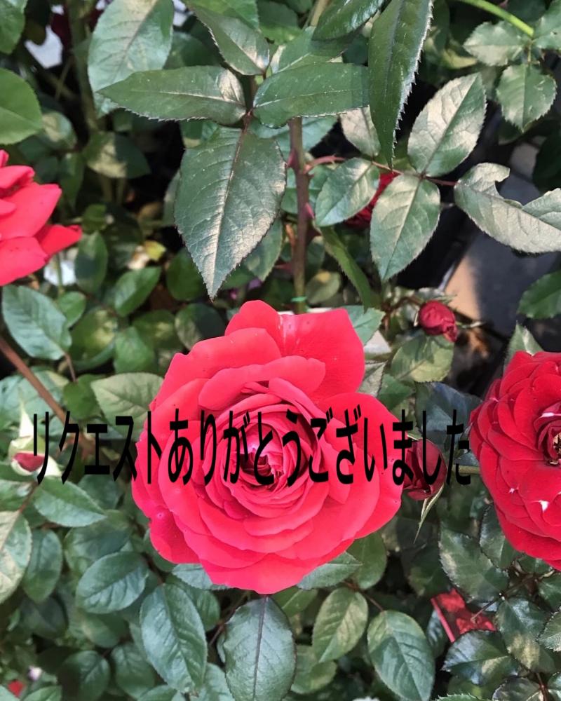 出品者名-写真-1