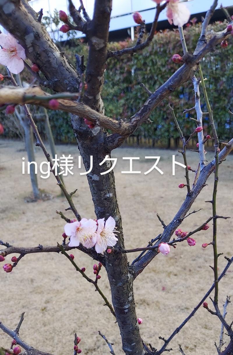 ing様リクエスト