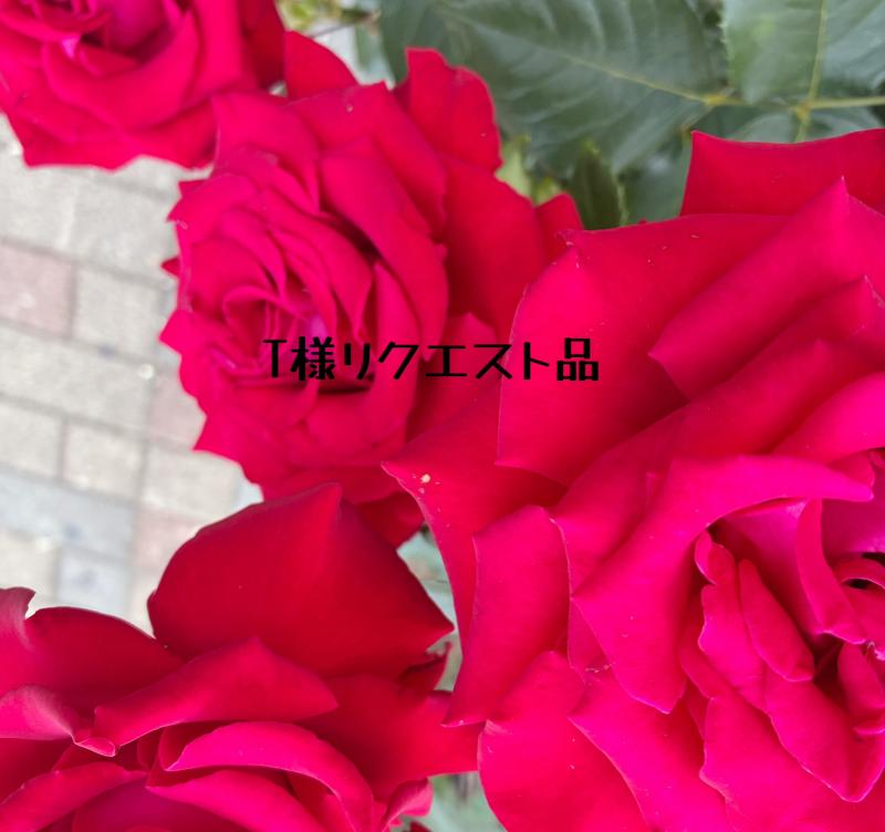 出品者名-写真