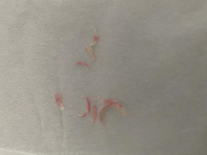 出品者名-写真-1