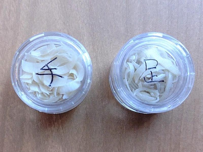 まみの手足の爪１年分
