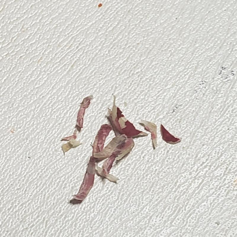 出品者名-写真-1