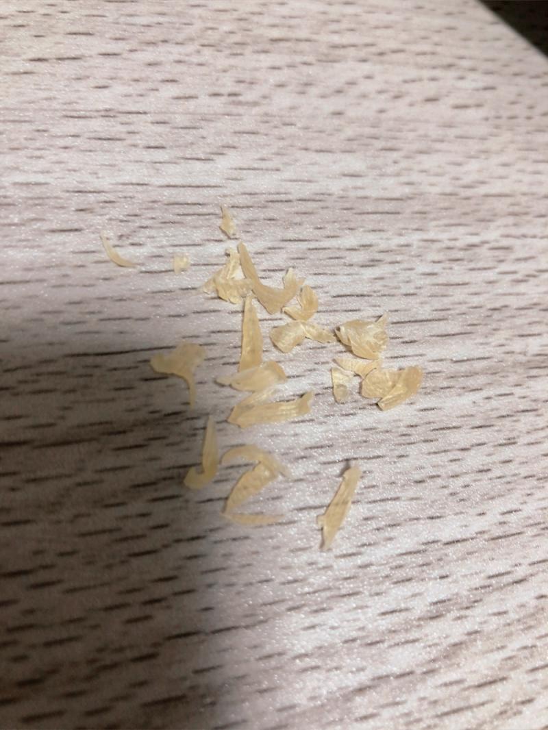 採りたて！足のタコ！